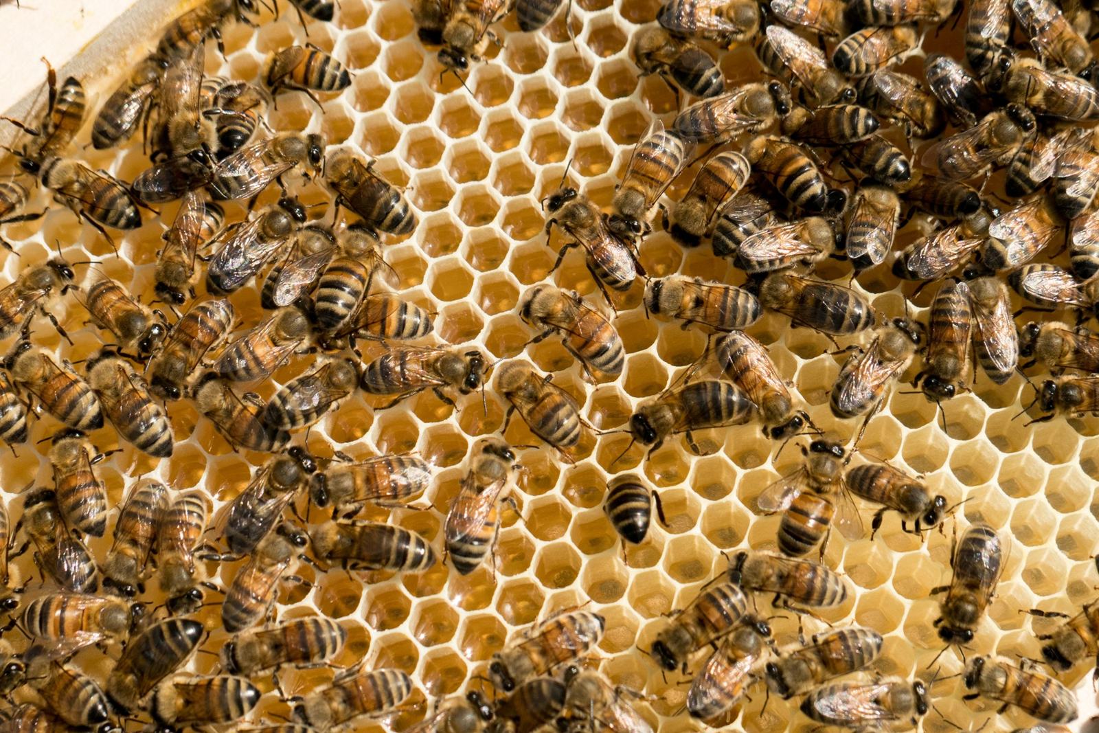 Abeilles Buckfast sur un cadre de cire