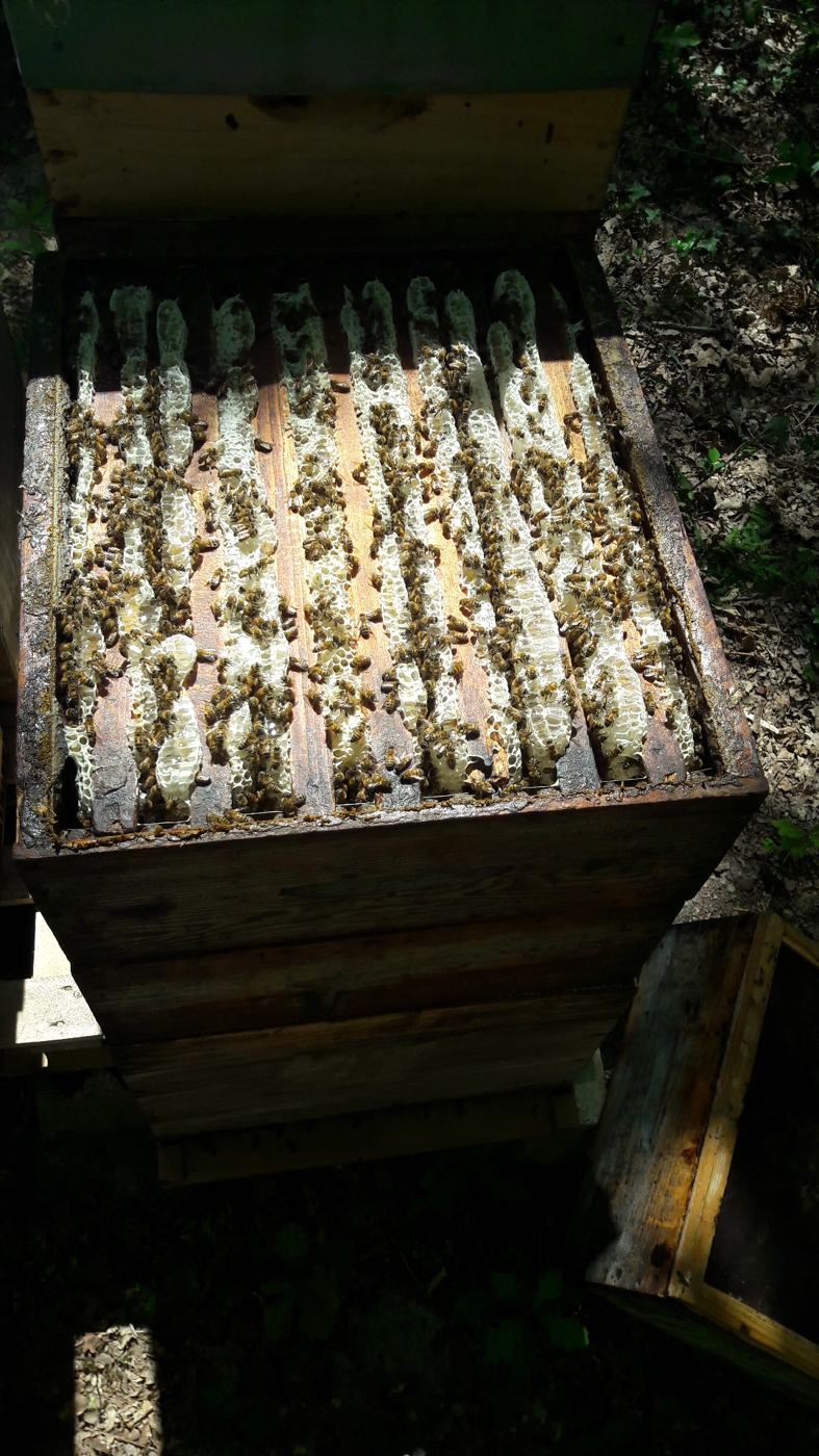 Abeilles sur les rayons d'une hausse ouverte, au rucher