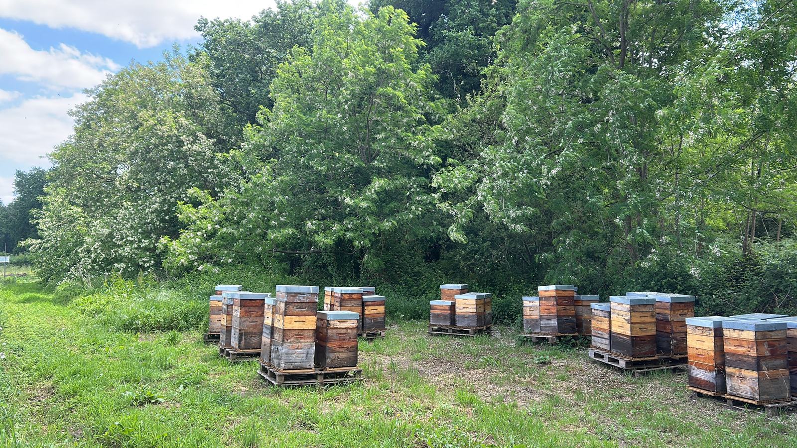 Ruches alignées en lisière de bois, au printemps